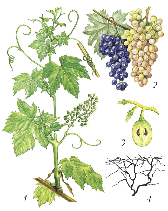 Решение рисунок 3