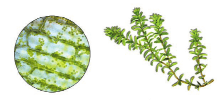 Задание рисунок 1